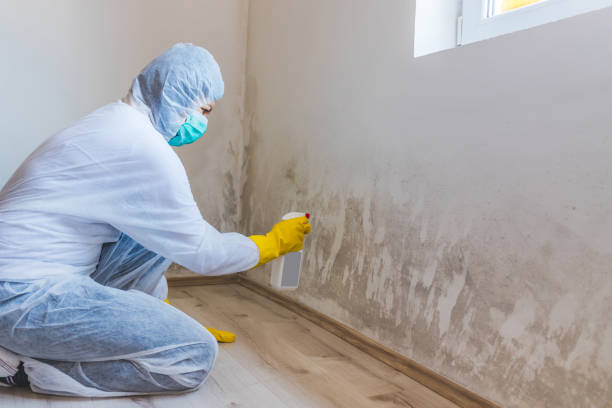 Licensed Commercial Mold Remediation service in Springfield, MA - Mold Remediation HQ