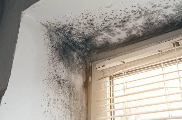 Affordable Commercial Mold Remediation solutions in Springfield, MA